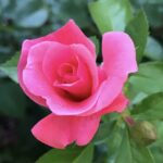 Rose 9