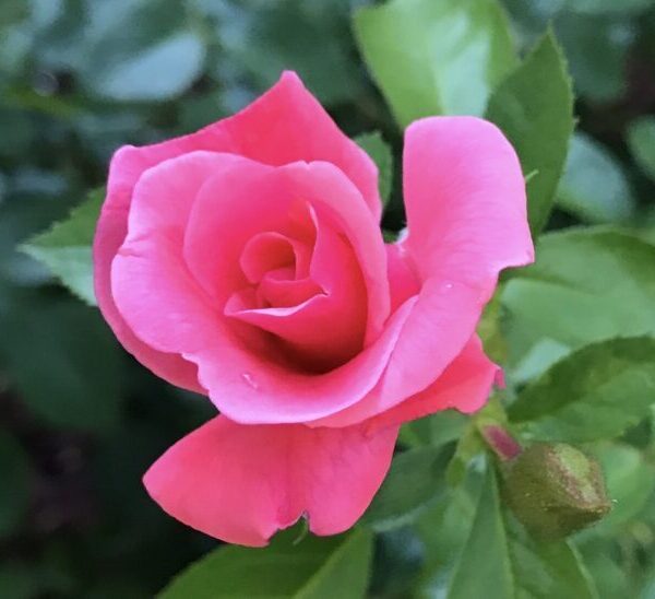 Rose 9